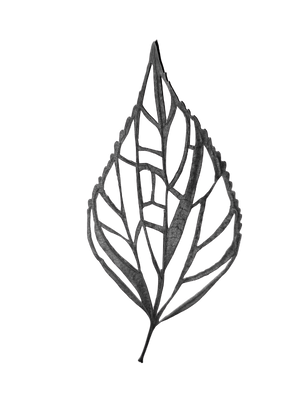 Leaflik - Eco-Printed Textiles